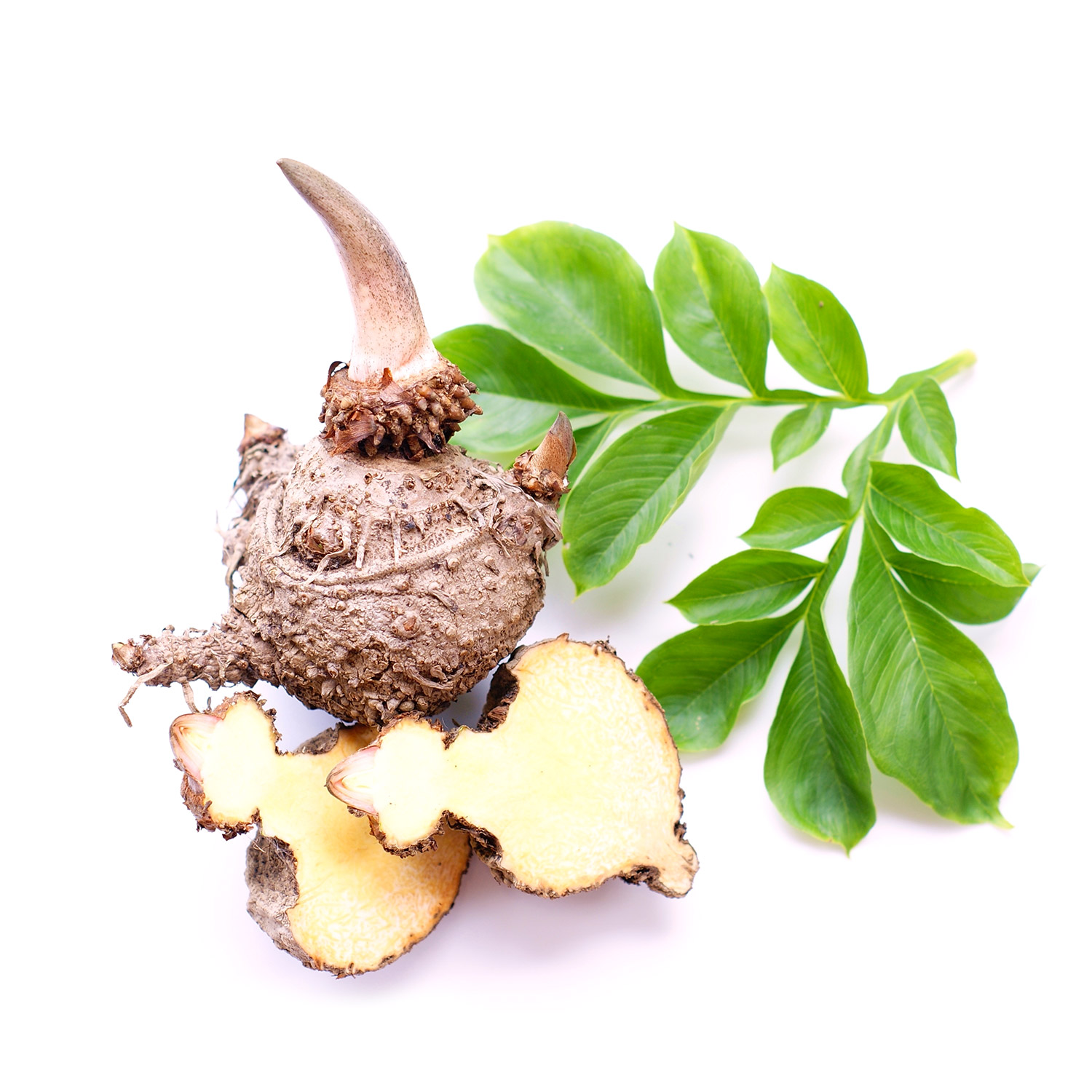 Konjac BIO Konjac BIO