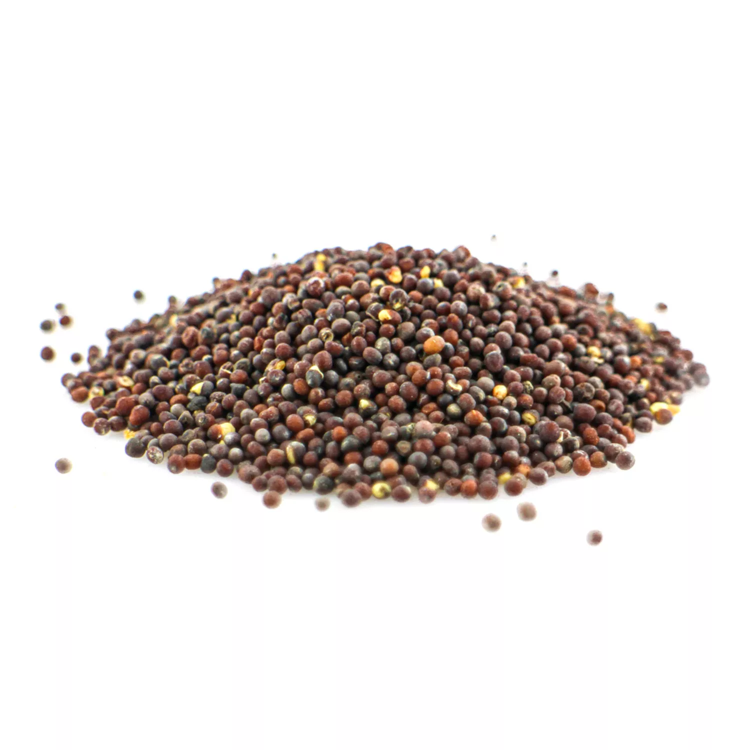 Graines de Moutarde brune BIO - Graines entières