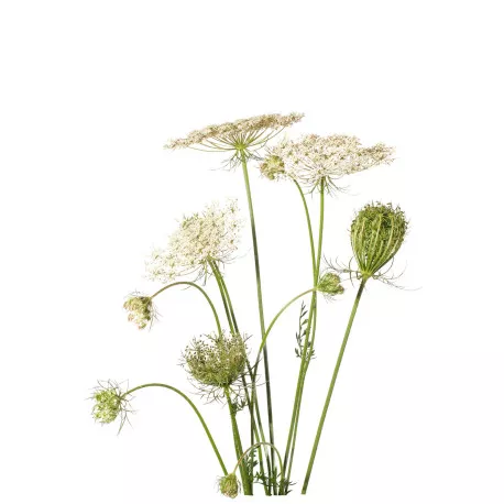 CAROTTE - Hydrolat BIO