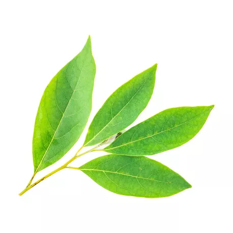 VERVEINE EXOTIQUE - Huile essentielle BIO
