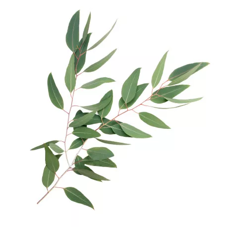 EUCALYPTUS STAIGERIANA - Huile essentielle BIO