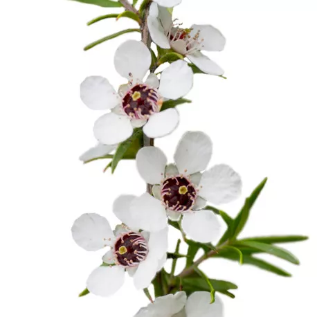 MANUKA - Huile essentielle BIO