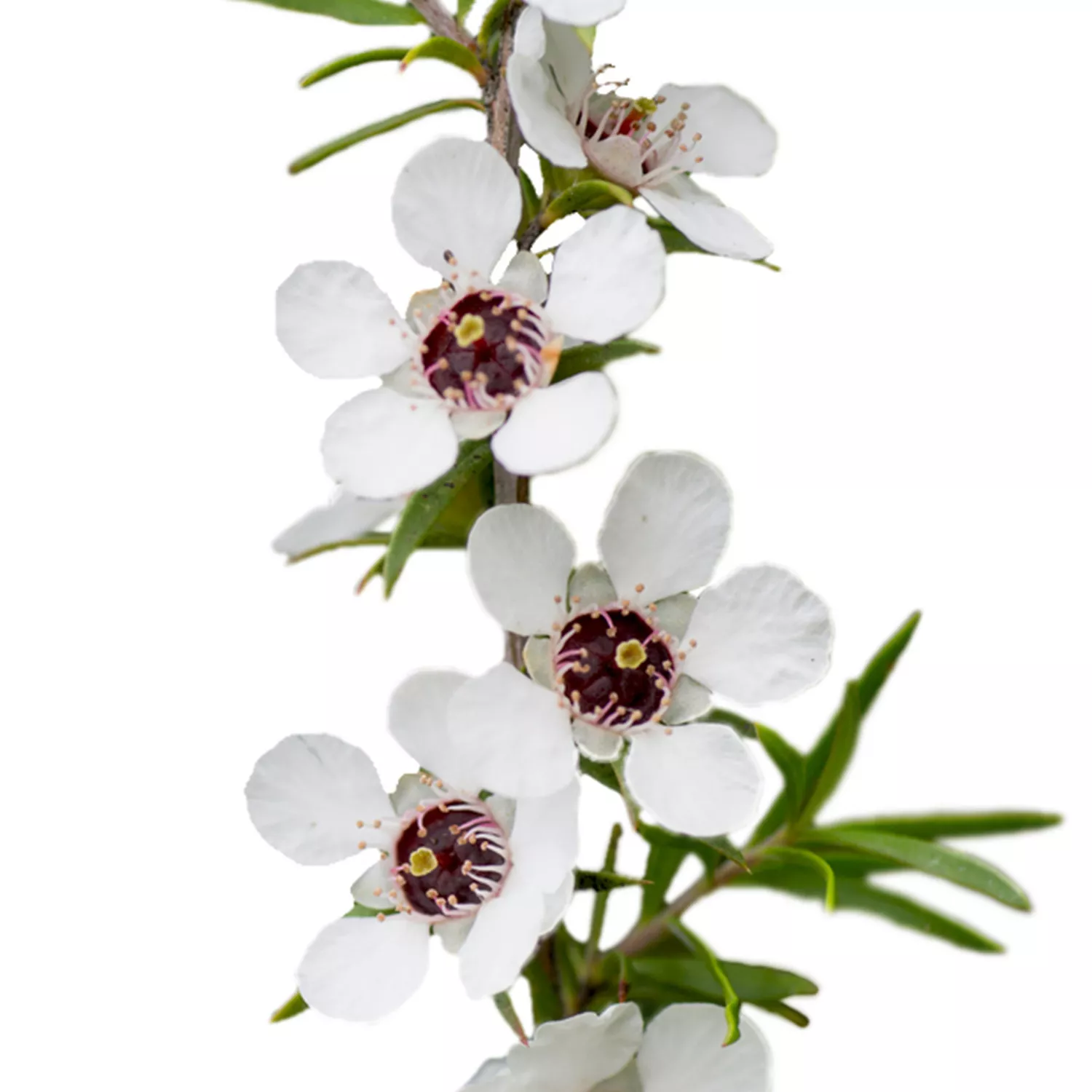 MANUKA - Huile essentielle BIO