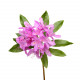 RHODODENDRON - Huile essentielle BIO