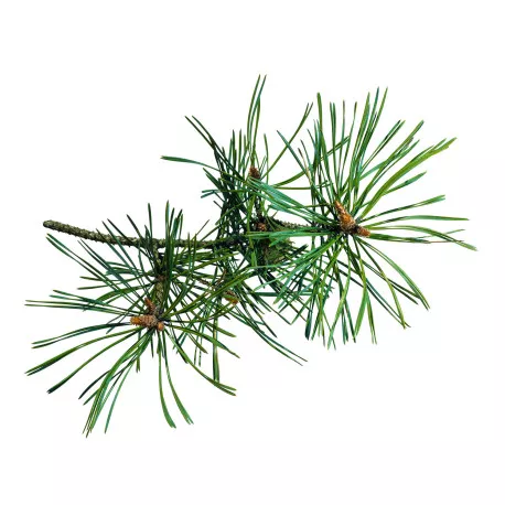 PIN DES MONTAGNES - Huile essentielle BIO