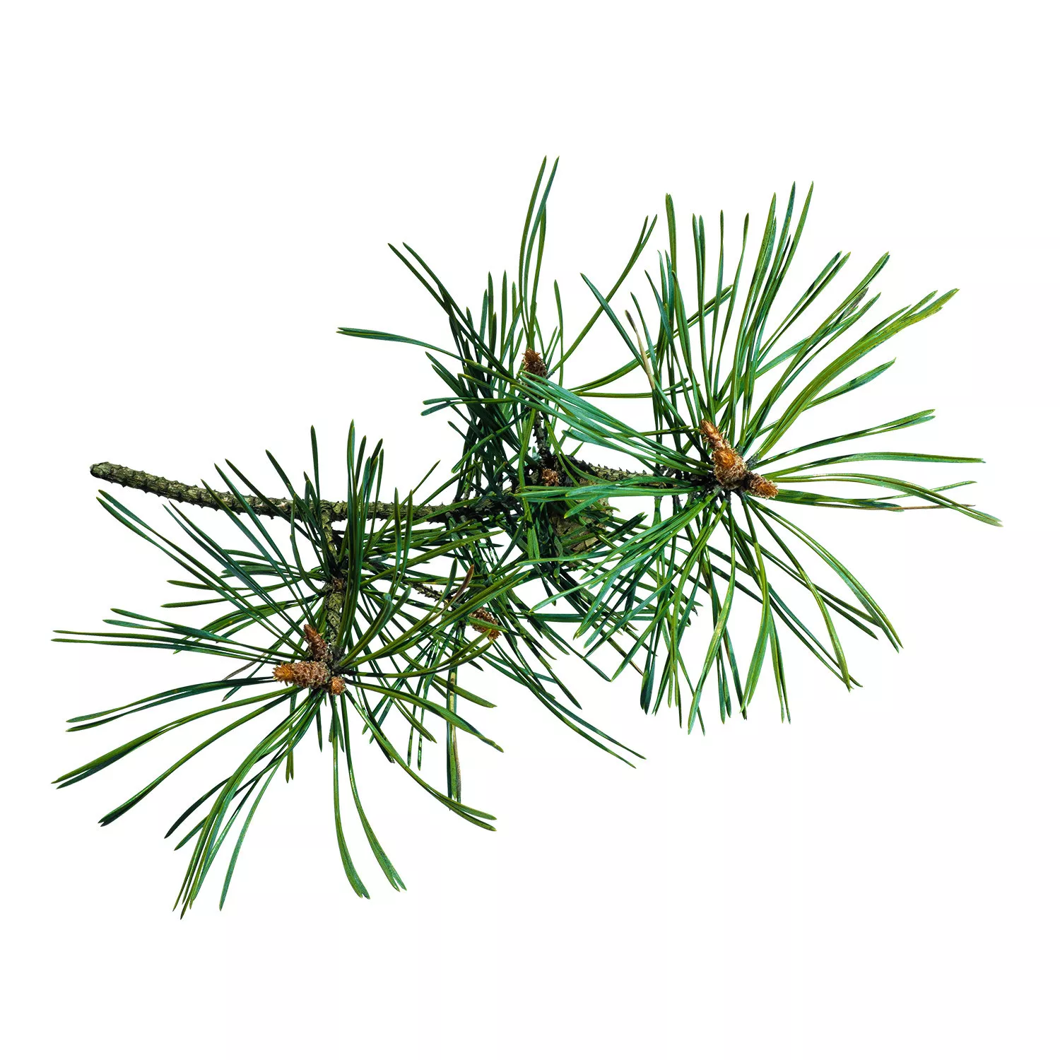 PIN DES MONTAGNES - Huile essentielle BIO