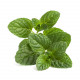MENTHE CITRONNÉE - Huile essentielle BIO