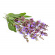 SAUGE OFFICINALE - Hydrolat BIO
