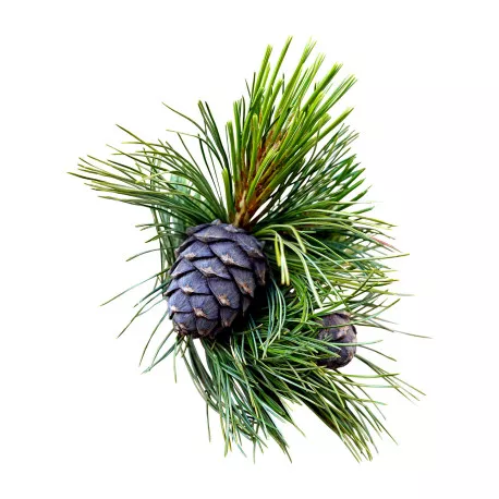 PIN CEMBRO - Huile essentielle BIO