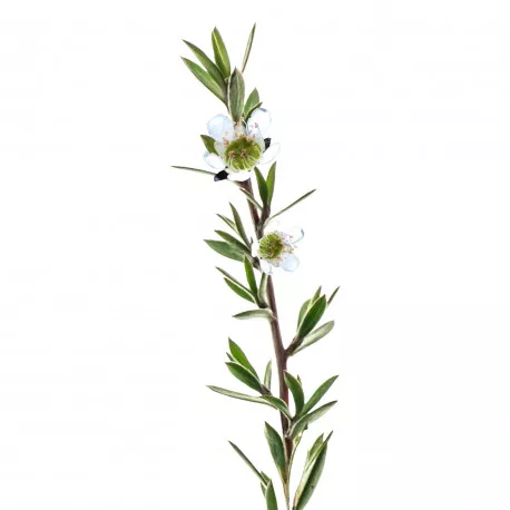 TEA TREE CITRONNÉ - Huile essentielle BIO
