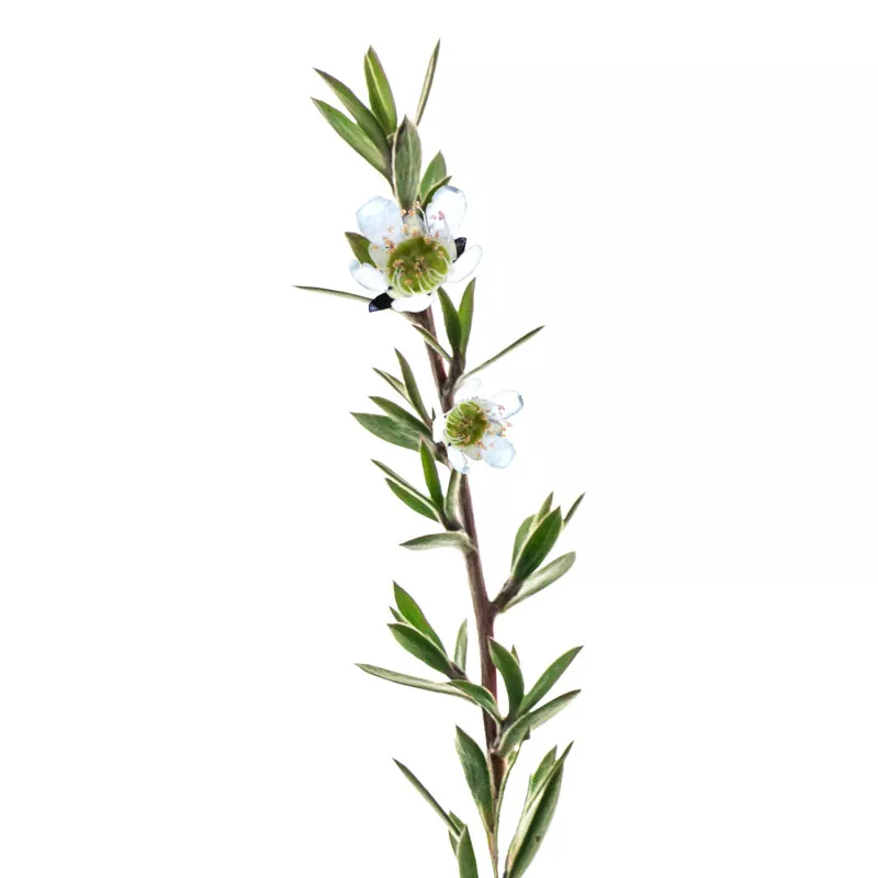 TEA TREE CITRONNÉ - Huile essentielle BIO