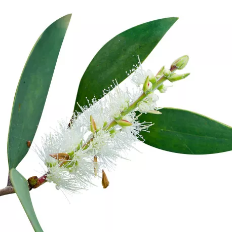 NIAOULI - Huile essentielle BIO