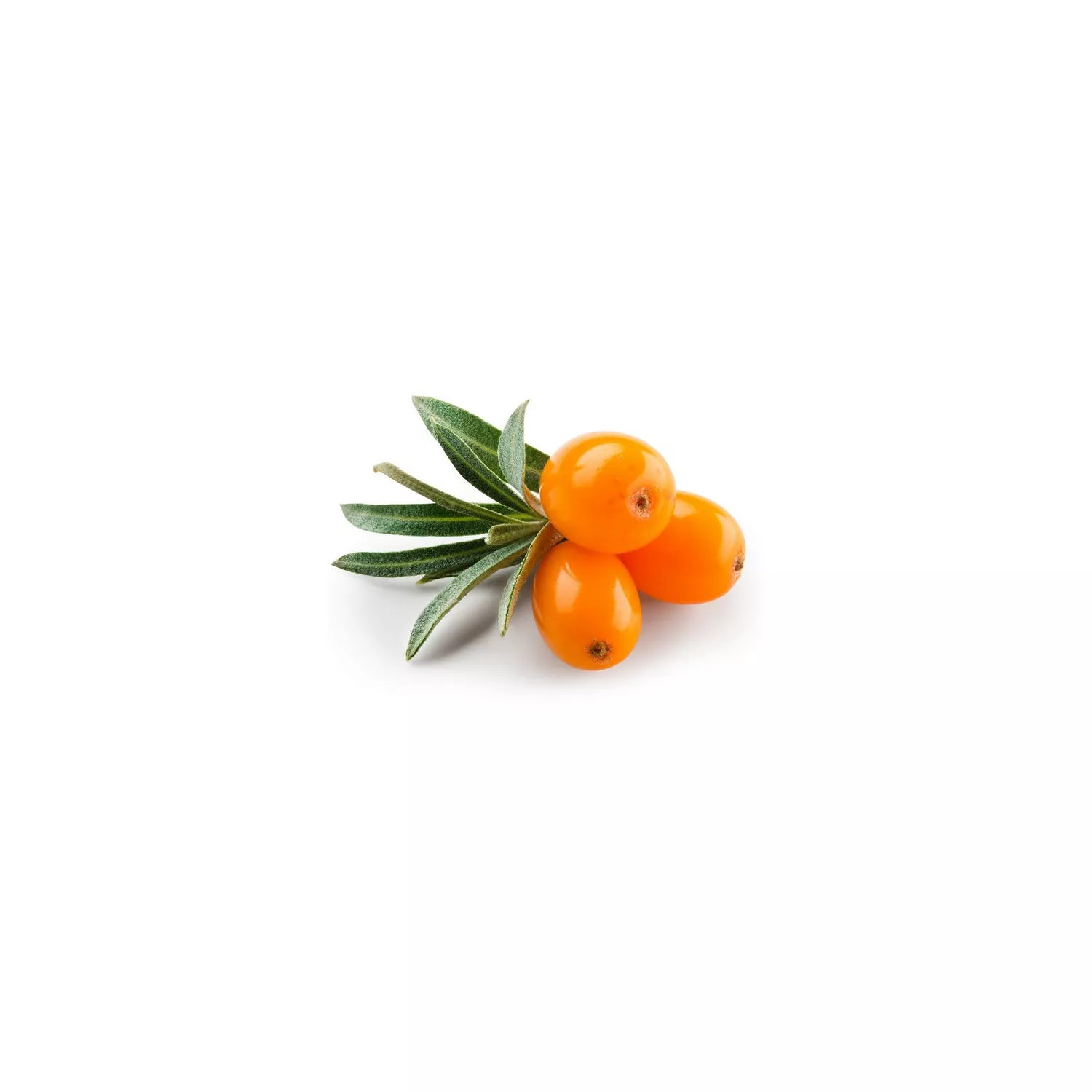 Argousier (pulpe) - Huile Végétale Vierge BIO - Flacon en verre