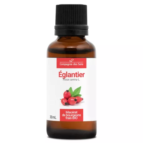 ÉGLANTIER - Macérat de bourgeons BIO