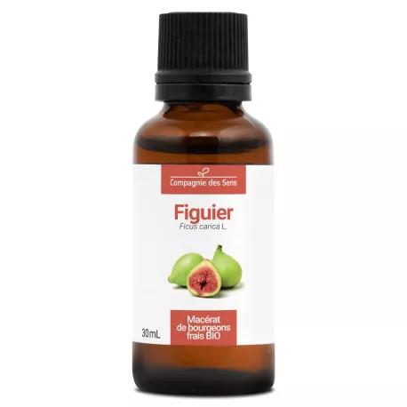 FIGUIER - Macérat de bourgeons BIO