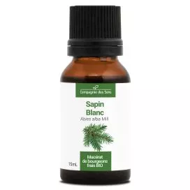 Sapin blanc