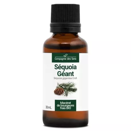 SÉQUOIA GÉANT - Macérat de bourgeons BIO