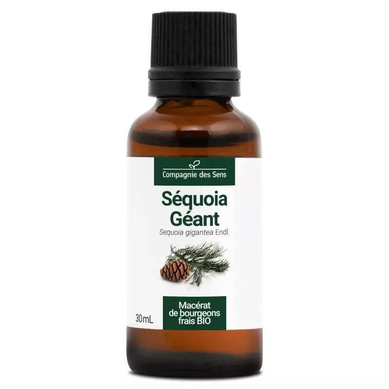 SÉQUOIA GÉANT - Macérat de bourgeons BIO