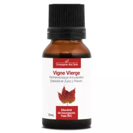 Vigne vierge