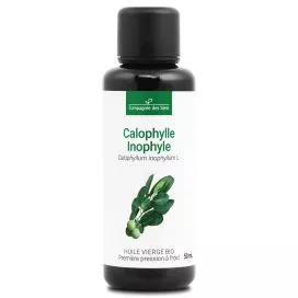 Calophylle Inophyle