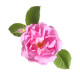 ROSE DE DAMAS - Huile essentielle BIO