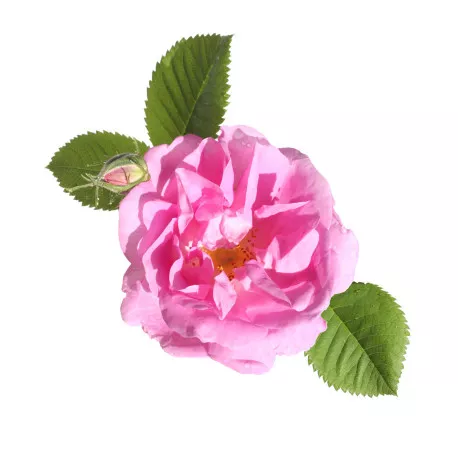 ROSE DE DAMAS - Huile essentielle BIO