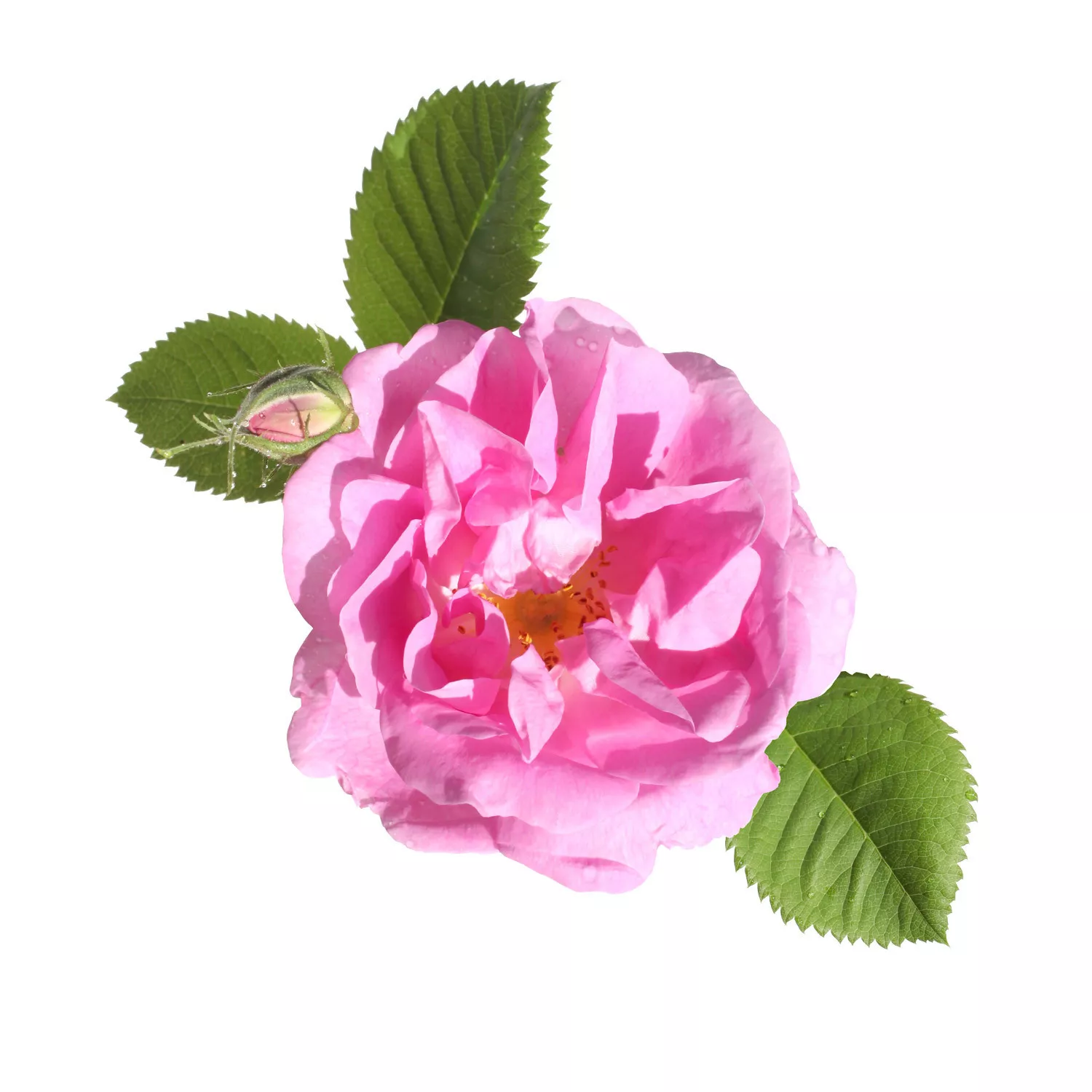 ROSE DE DAMAS - Huile essentielle BIO