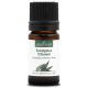 EUCALYPTUS CITRONNÉ - Huile essentielle BIO