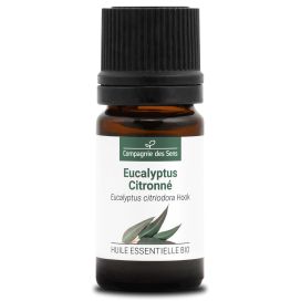 Eucalyptus citronné 