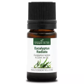 Eucalyptus radiata