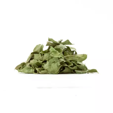 Moringa (Feuilles) - Tisane BIO