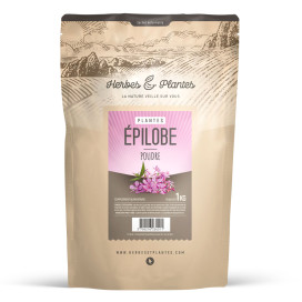 épilobe 