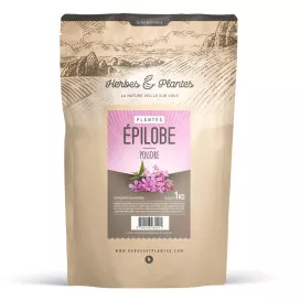 épilobe