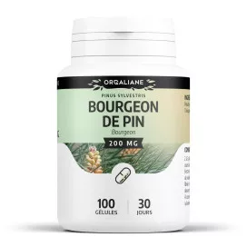 Bourgeon de pin