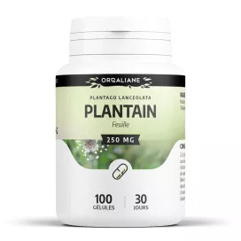 Plantain