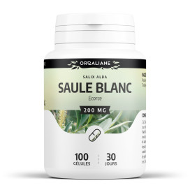 Saule blanc 