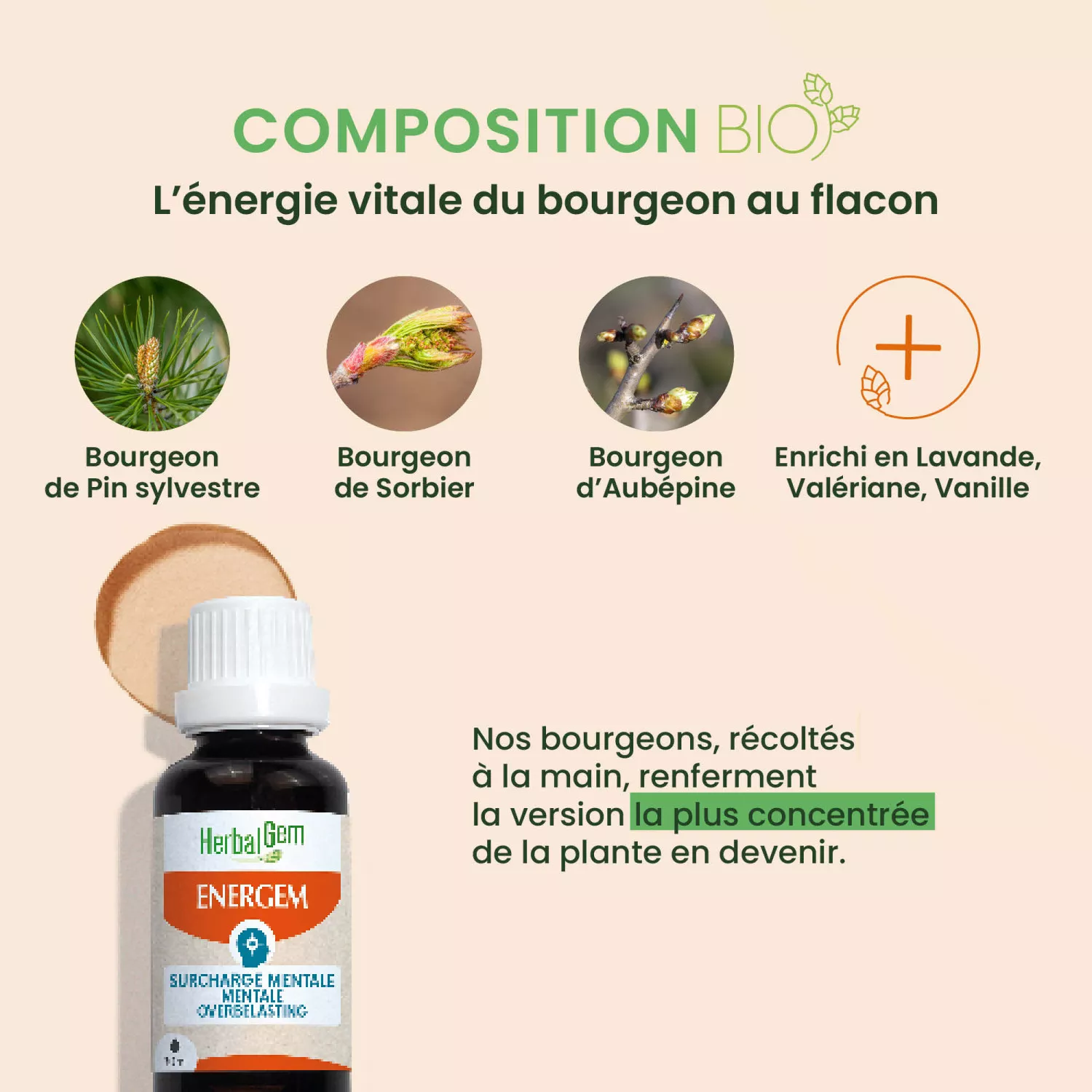 Energem Surcharge Mentale BIO - Complexe Gemmothérapie
