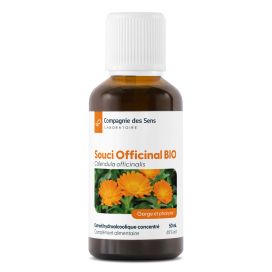 Souci officinal (calendula) 