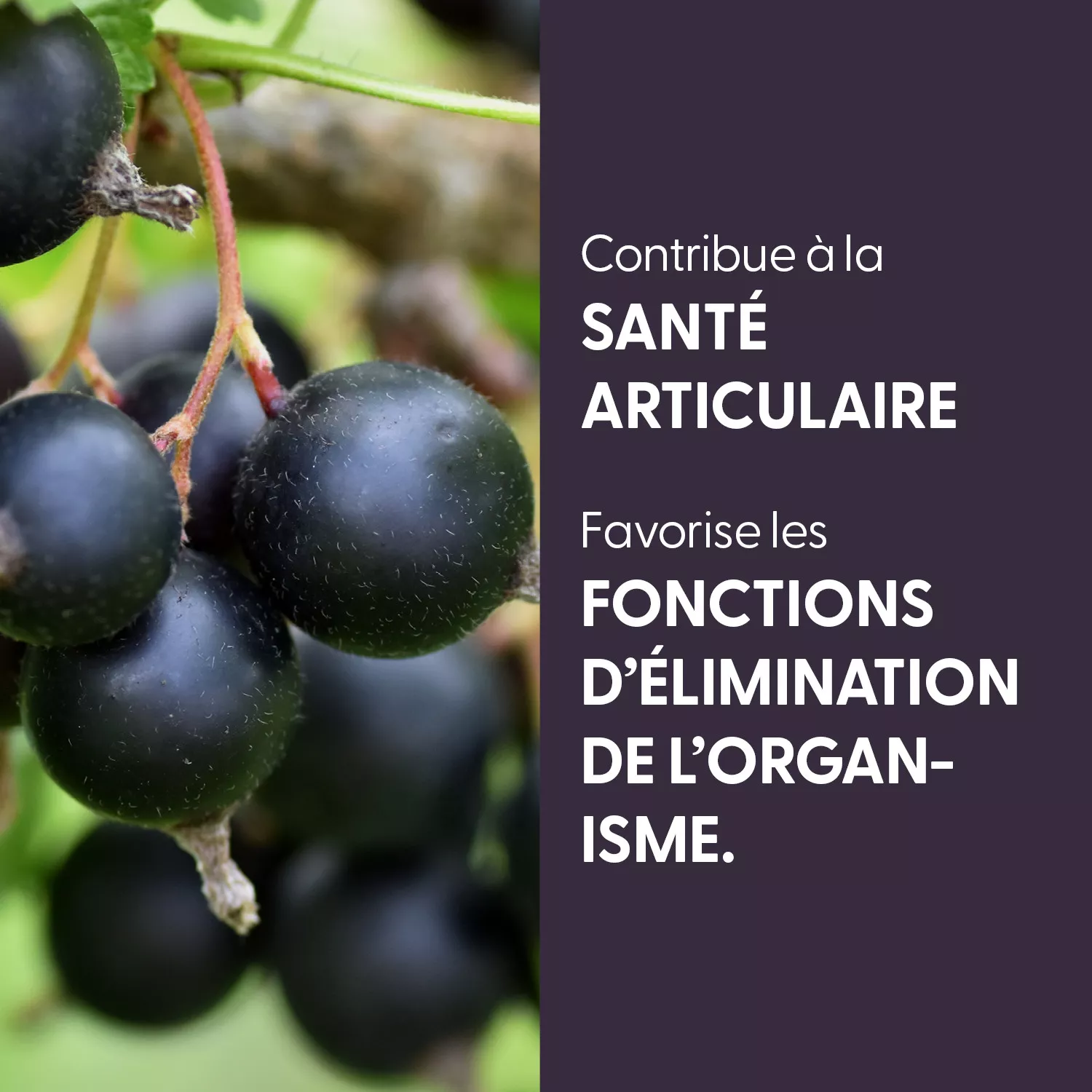 Cassis - Teinture mère BIO