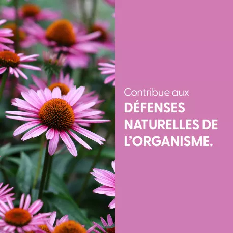 Echinacée - Teinture mère BIO