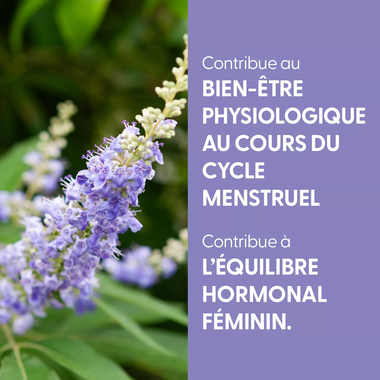Gattilier - Teinture mère BIO