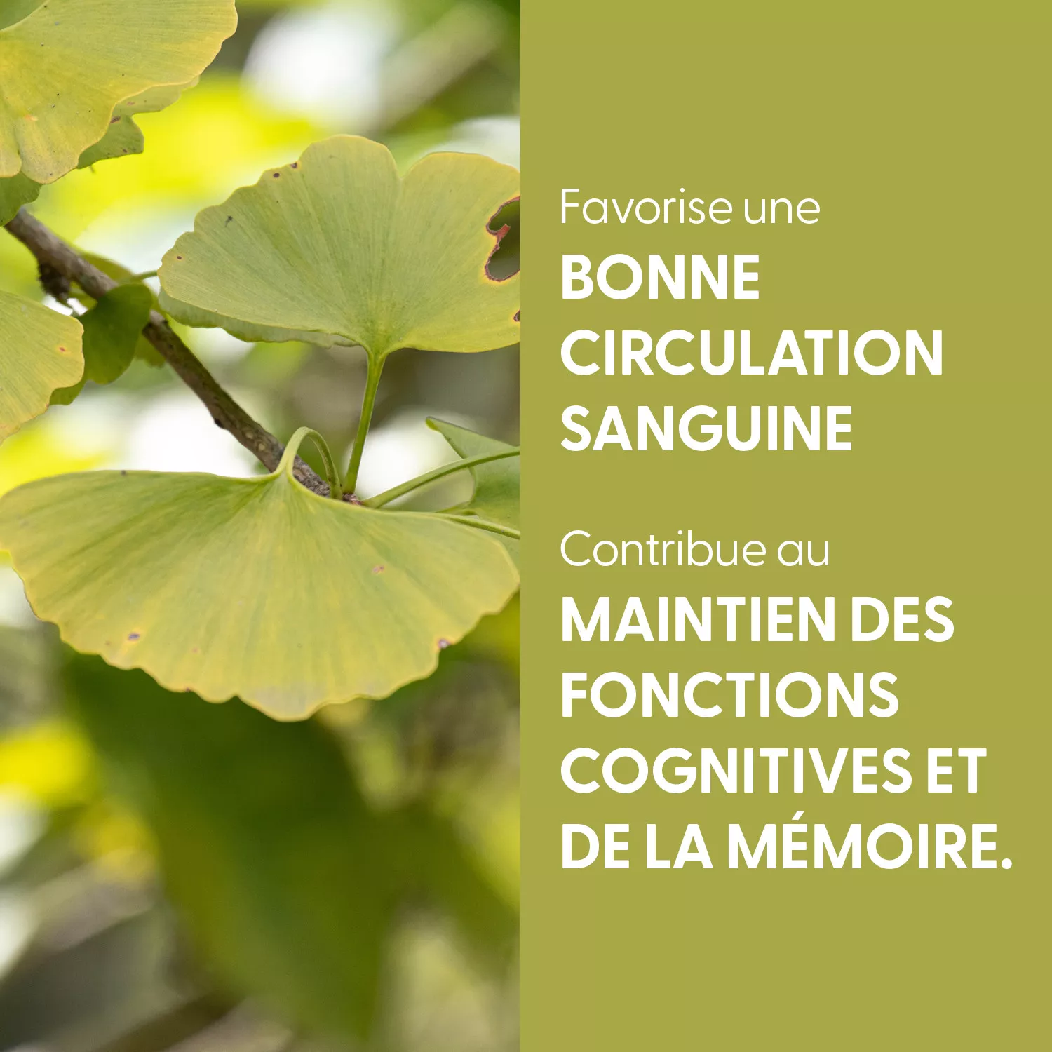 Ginkgo biloba - Teinture mère BIO