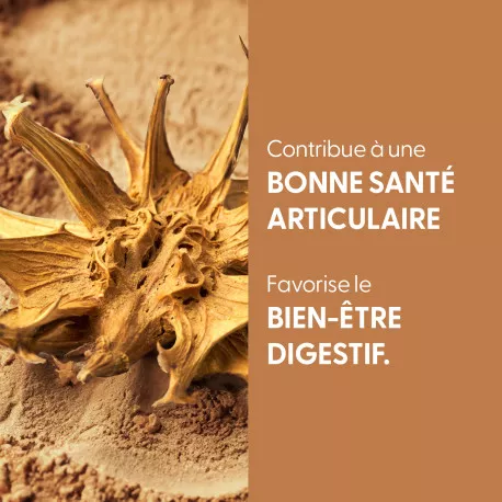 Harpagophytum - Teinture mère BIO