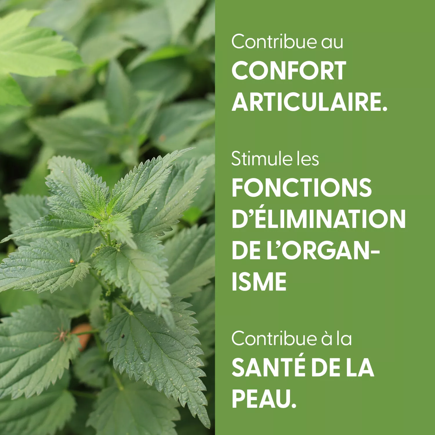 Ortie - Teinture mère BIO