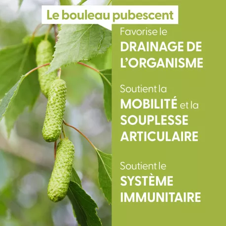 BOULEAU PUBESCENT - Macérat de bourgeons BIO