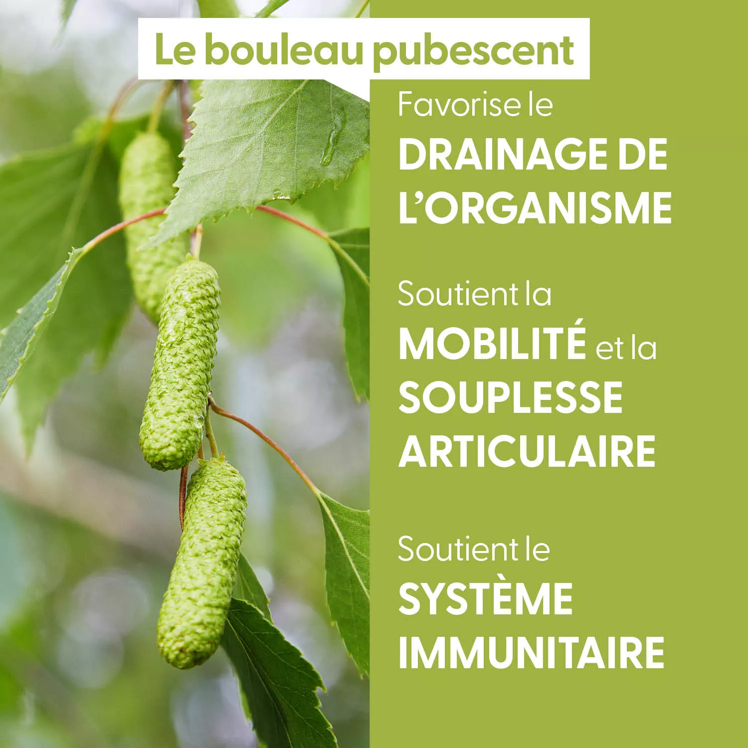 BOULEAU PUBESCENT - Macérat de bourgeons BIO