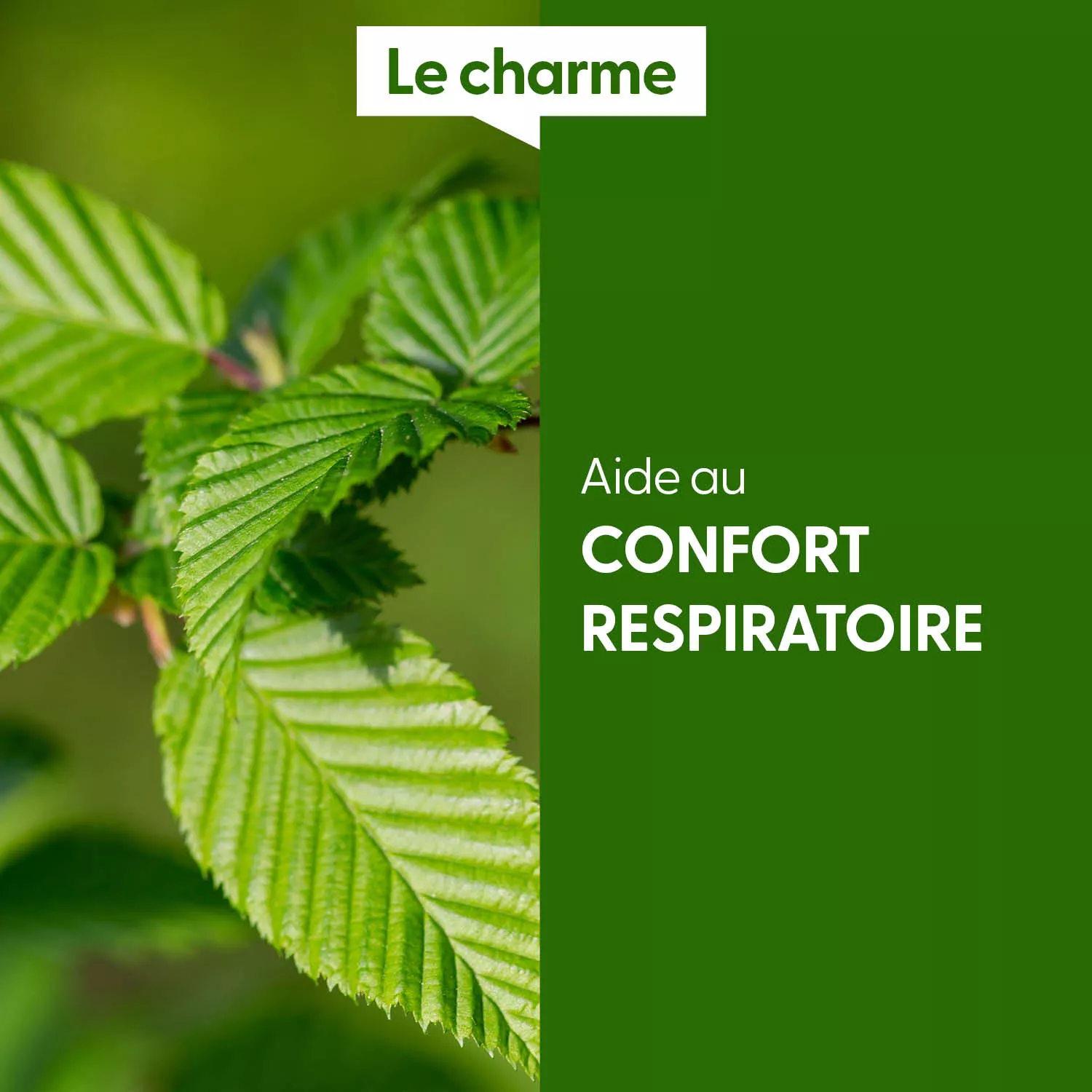 CHARME - Macérat de bourgeons BIO