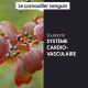 CORNOUILLER SANGUIN - Macérat de bourgeons BIO