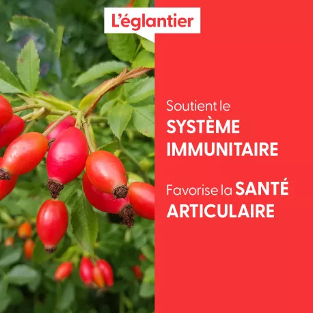 ÉGLANTIER - Macérat de bourgeons BIO