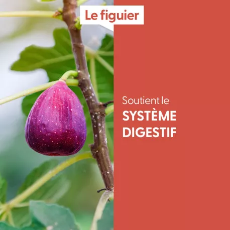 FIGUIER - Macérat de bourgeons BIO